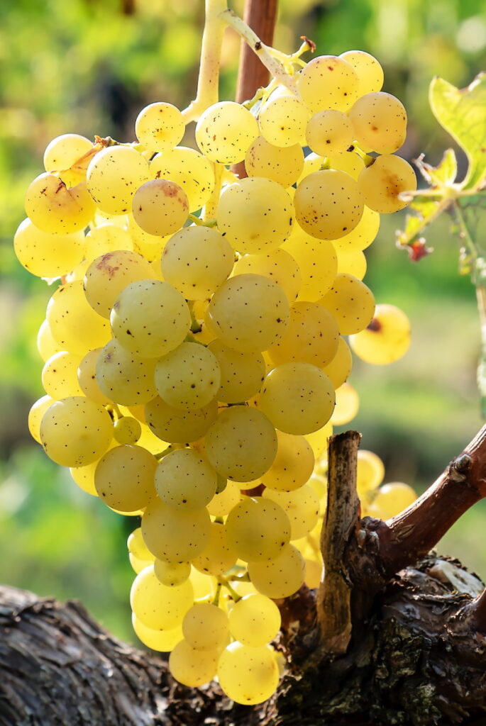 Traubensorte Muscat Oliver