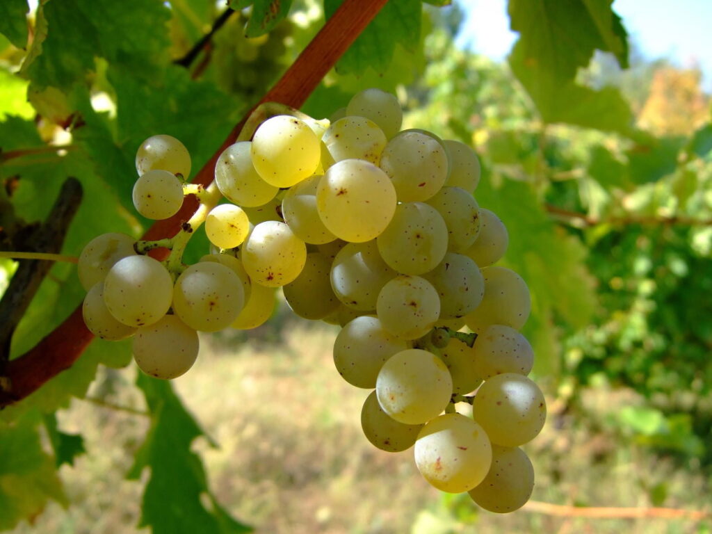 Traubensorte Sauvignon Blanc