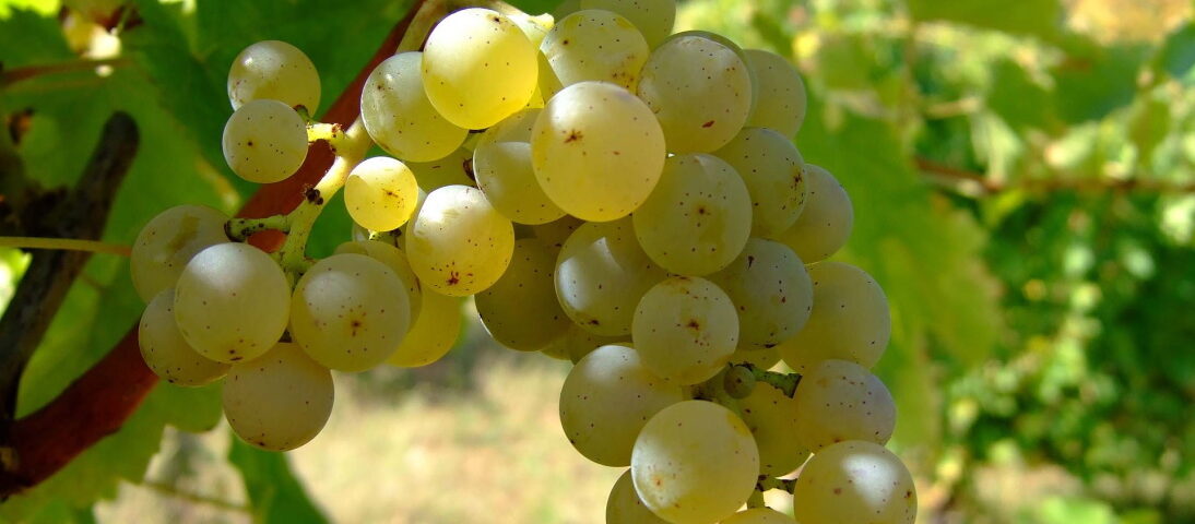 Traubensorte Sauvignon Blanc