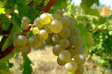 Traubensorte Sauvignon Blanc