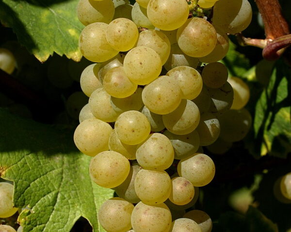Traubensorte Chardonnay