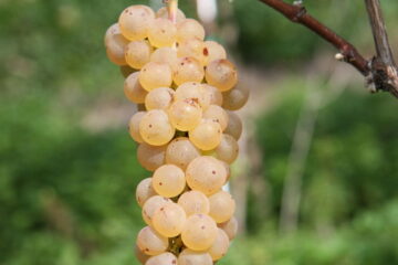 Traubensorte Johanniter