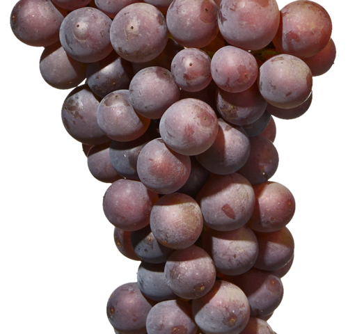 Traubensorte Pinot Gris